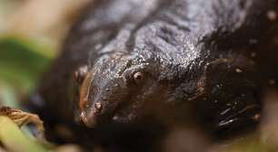 Rã-púrpura da Índia: corpo inchado, pele brilhante e vida subterrânea explicam sua aparência única