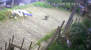 Cachorro comunitário é atacado com madeira com pregos e alvo de pedras no RS