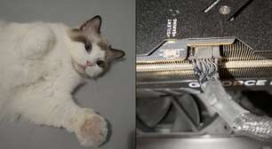Gato teria alertado dono após perceber fumaça saindo do PC com GeForce RTX 4090
