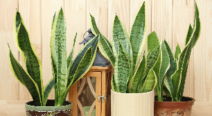 Espada-de-são-jorge: 5 motivos para cultivar a planta que afasta o mau-olhado