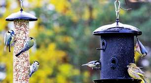 Descubra o que os pássaros adoram comer