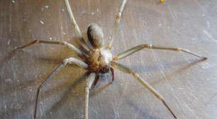 Cientistas revelam o mecanismo mortal que o veneno de uma aranha usa para atacar as células humanas