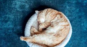8 curiosidades sobre o sono dos gatos que vão te surpreender