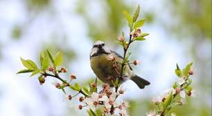 O que o canto dos pássaros revela sobre a energia do seu jardim?