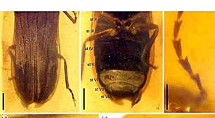 O encanto milenar e a importância dos vaga-lumes no planeta