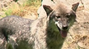 Pais são indiciados após criança de 1 ano e 5 meses invadir uma área restrita próxima a lobos em um zoológico dos EUA
