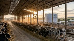 Com 13 vacas, produção de até 40 mil litros por dia e 12 milhões de litros por ano, argentino cria 'império leiteiro'