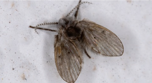 Mosquitinhos de banheiro: por que aparecem e como eliminar esses insetos de ralos e pias