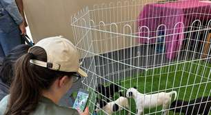 Feira de adoção reúne cerca de 30 cães e gatos no Suzano Shopping neste sábado