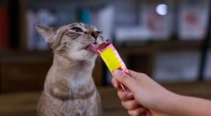 Petiscos podem fazer mal? Saiba como oferecer sem prejudicar a saúde dos pets