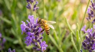 Veja o que significa receber a visita de uma abelha
