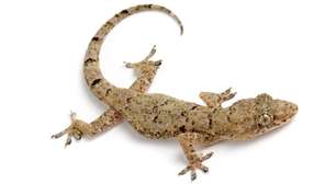 Lagartixas em casa: aliados silenciosos no controle de insetos