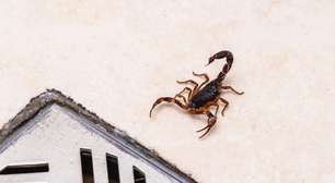 É por isso que escorpiões entravam na minha casa, mas desde que aprendi como evitá-los de verdade, nunca mais tive problemas