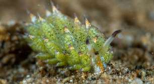 Ovelha do Mar: a lesma que rouba luz do sol para se alimentar como uma planta