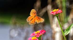 Se você ver borboletas em sua casa ou jardim durante o dia, saiba que pode ser um bom sinal