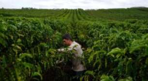 Preços do Café Caem Ainda Mais no Vietnã e Produtores Seguram o Grão em Casa