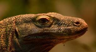 Temido e misterioso: dragão-de-komodo tem 'dentes de ferro' e 'bactérias mortais' na saliva