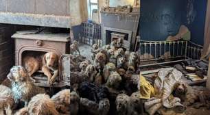 250 cães são resgatados em sala de casa no Reino Unido: 'Agora estão muito bem'