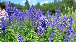 Lavanda: como usar a planta que pode ajudar a melhorar a qualidade do sono