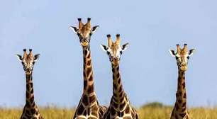 Dormem de pé! Conheça curiosidades sobre as girafas