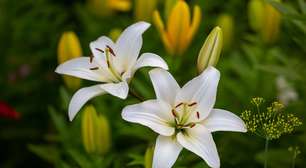 4 flores fáceis de cuidar que vão deixar seu jardim lindo no outono