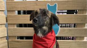 Mogi Shopping e Ampara Animal promovem evento de adoção pet neste sábado