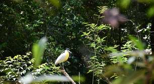 Originals é lançada como veículo escalável para restauração