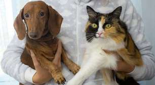 Campanha de adoção pet movimenta shopping em Campo Grande neste sábado