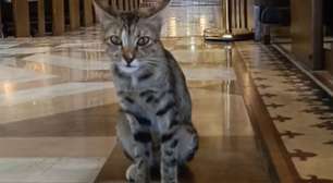 Gato desaparece todo domingo e dona descobre "vida dupla" em lugar impensável