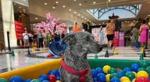 Suzano Shopping promove encontro de pets 'fiapos palha de aço' neste sábado