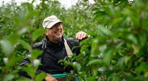 Música clássica pode ajudar o cultivo de plantas? Entenda