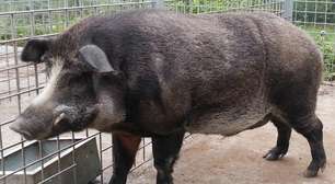 O perigo que anda pelos campos: como o javaporco virou uma praga nacional