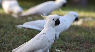 Cacatua: 7 curiosidades interessantes sobre essa ave