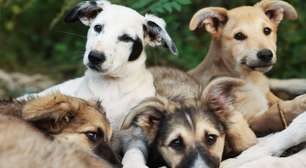 Uma Noite Inesquecível: cultura, inovação e solidariedade em prol da causa animal