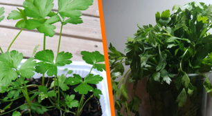 Desde que aprendi esse truque, sempre tenho salsa fresca em casa. Não compro mais!