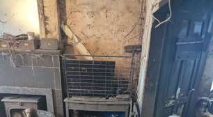 A chocante imagem de 250 cães resgatados em sala de casa: 'Eles agora estão muito bem'