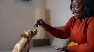 Uso prolongado de suplementos de canabidiol pode reduzir a agressividade em cães