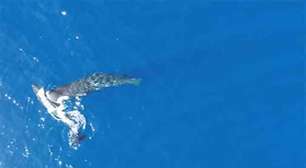 Como em 'Moby Dick'! Cientistas fazem registro inédito de baleias-cachalote dando cabeçadas