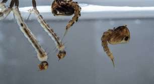 Infestação de mosquitos dentro de casa: causas e formas de controle