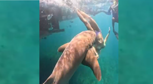 Vídeo mostra novo ângulo em que tubarão ataca turista em Fernando de Noronha