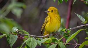 O que significa ouvir o canto de pássaros em casa durante o dia
