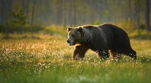 Isolado nas montanhas da Itália: a evolução singular do urso-pardo-marsicano