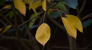 Por que plantas ficam com as folhas amarelas? Saiba as causas e como tratar