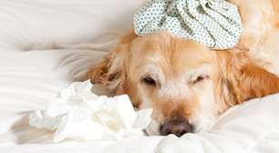 Gripe em cães e gatos: saiba as causas e como tratar