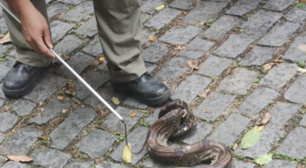 Agentes do Inea devolvem jiboias à natureza no Parque da Pedra Branca