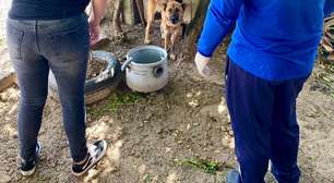 Homem de 60 anos é preso em flagrante por maus-tratos a cães em Osório