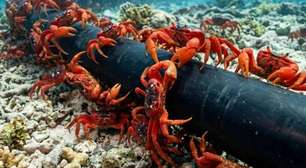 A Ilha Christmas tem 1.500 habitantes e 120 milhões de caranguejos; o Google acredita que seja o local ideal para instalar um novo cabo submarino