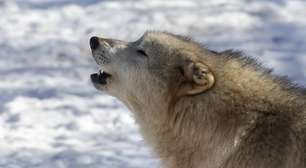 Como os lobos de Yellowstone mudaram rios, florestas e ecossistemas inteiros com sua simples presença