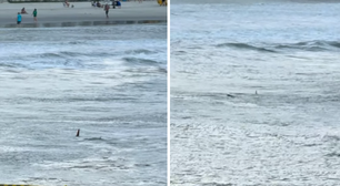 Turista flagra tubarão nadando próximo a crianças no litoral de São Paulo; veja vídeo
