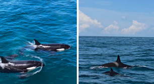 Em momento raro, orcas são avistadas no litoral de São Paulo; veja vídeo